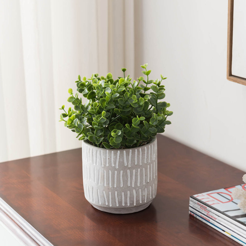 Primrue 5'' Artificial Boxwood Plant in Pot Wayfair